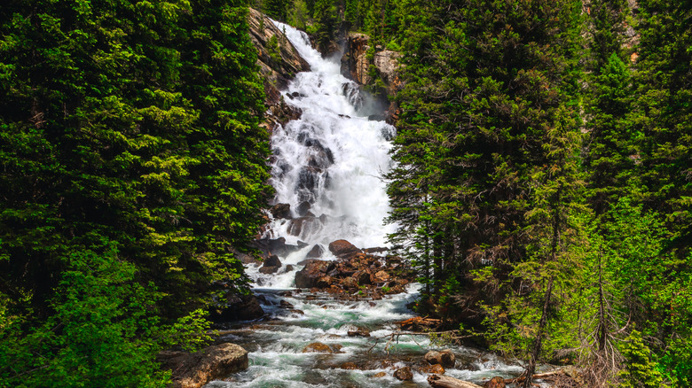 Greenery surrounding the Hidden Falls waterfall at Grand Teton National Park