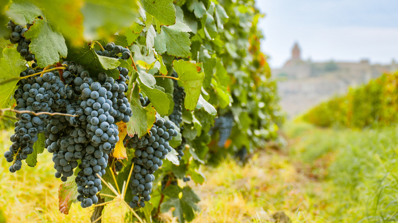 Close up small wine grapes on trees on vineyard field on autumn in Armenia with famous landmark of Khor Virap monastery.