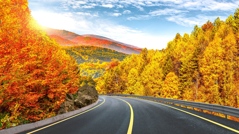 A road cutting through A forest in fall. the leaves are golden and the foreground is filled with rolling hills.