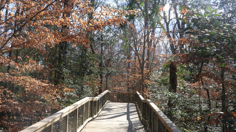 Pathway leading into fall foliage in Congaree National Park