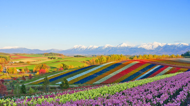 Biei flower fields