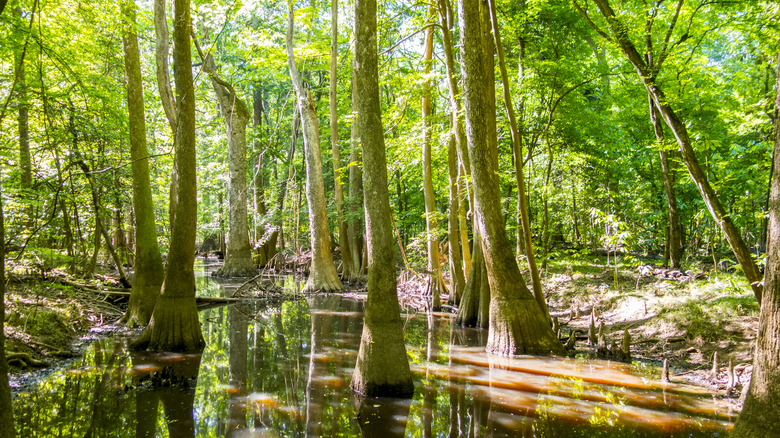 Cypress forest and swamp at Congaree 