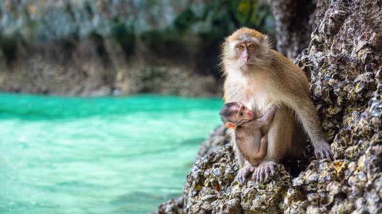 Macaque and baby