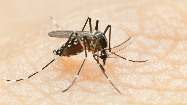 A mosquito on skin