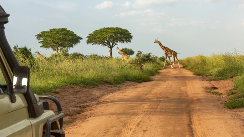 Giraffes on safari