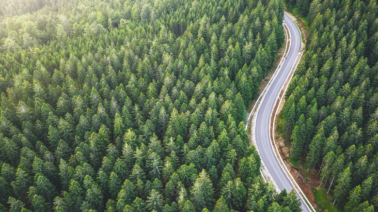 A forest shot by a drone