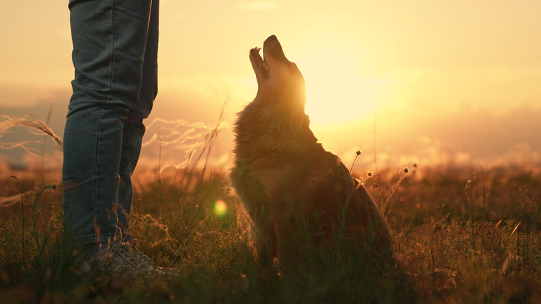 Dog looking up at owner during sunset hike