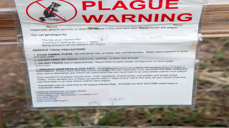 Plague warning in Lake Tahoe
