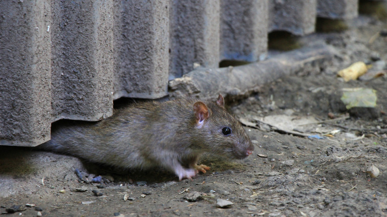 A rodent scuttling across the ground