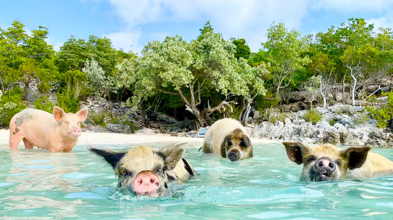 Pigs swimming in water off coast of Bahamas