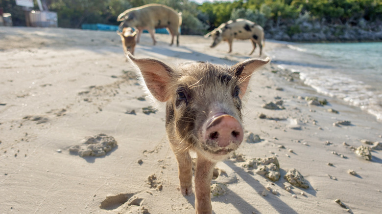 Pigs on the beach in Bahamas
