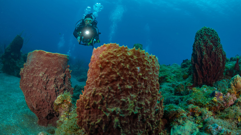 Woman scuba diving in Saba Island's vibrant coral reefs