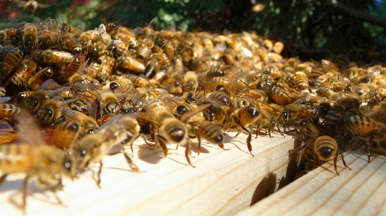 Swarm of honey bees crawls over wooden hive frame