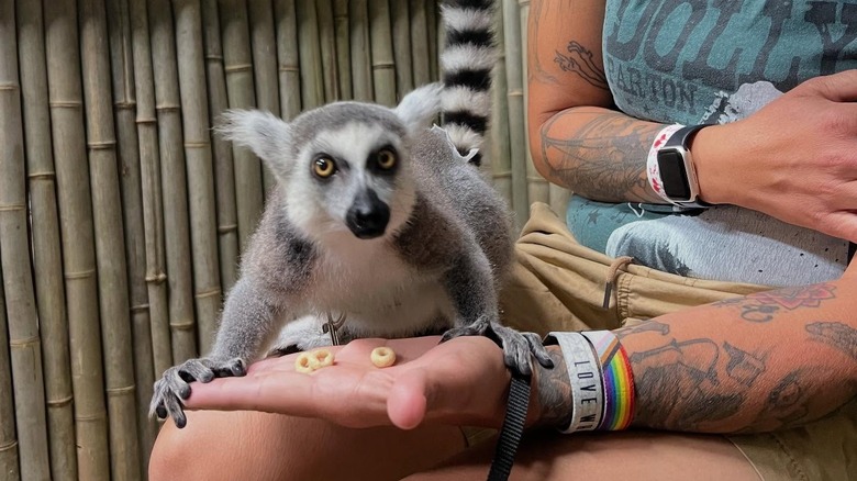 zoo word signboard at zoo entrance while people are walking