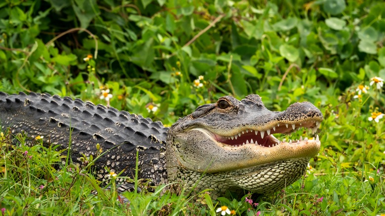 florida alligator wildflowers