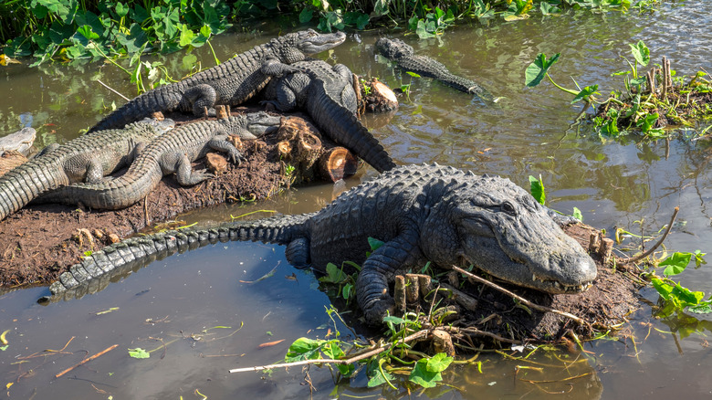 Alligators Gatorland Theme Park Florida