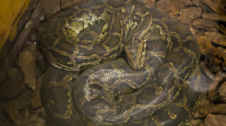 A python, curled up, lies on the ground covered with wood chips. It is brown with dark spots