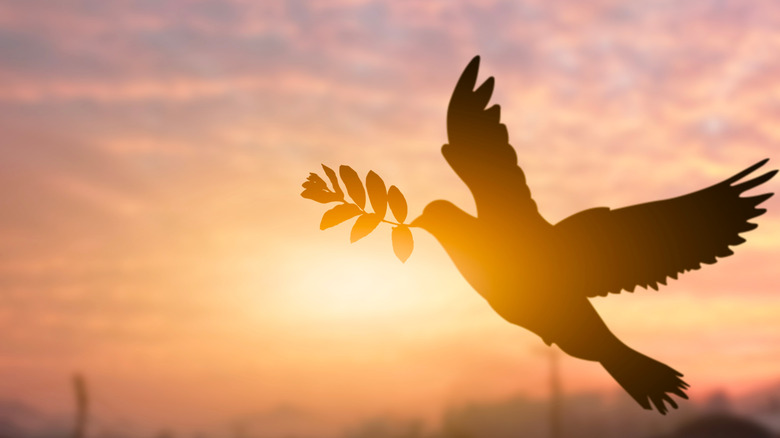 Silhouette of a pigeon holding tree leaf flying out over a sunset blurred background,