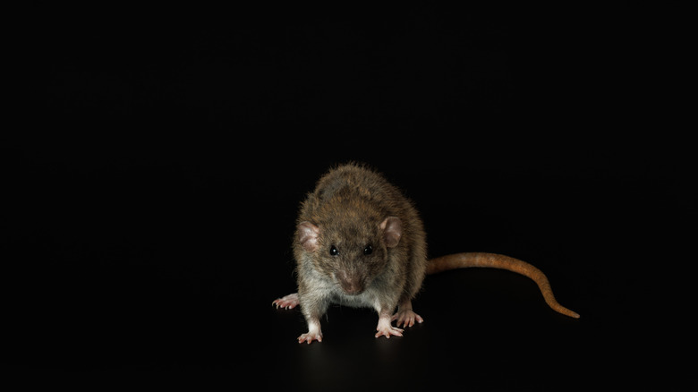 Rat isolated on black background.