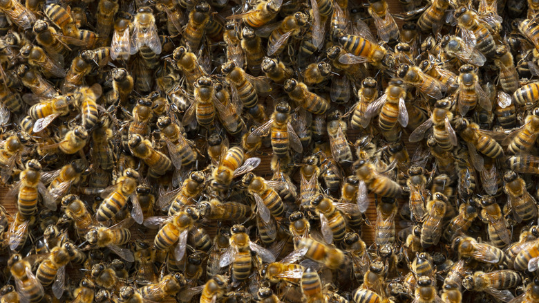 Colony of western honey bees full frame close up as background