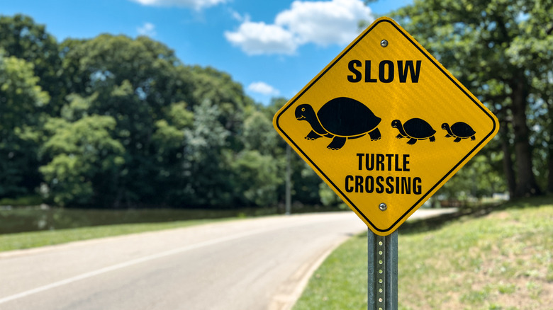 Yellow warning sign, warning motorists to slow down as turtles may be crossing the road up ahead.