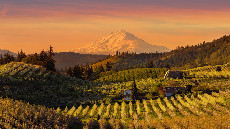 The pear orchards of Hood River