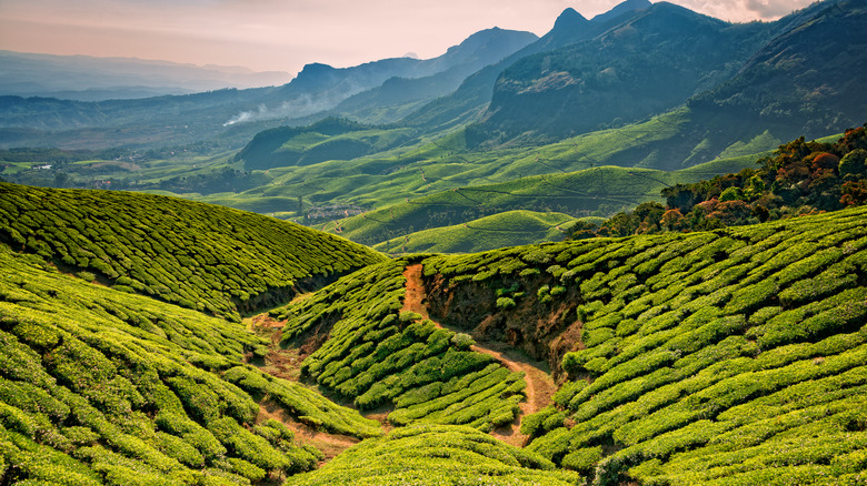 A landscape of rolling hills in Kolukkumalai, India