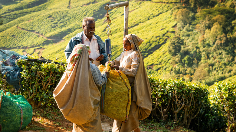 Workers weigh bags of picked tea leaves in Kolukkumalai, India