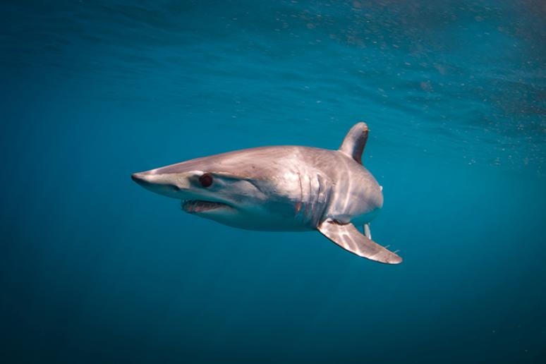 The world s most shark infested beaches