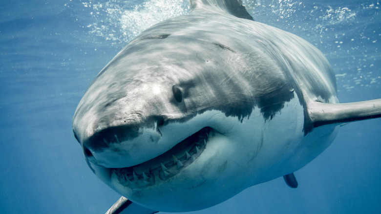 great white smiling