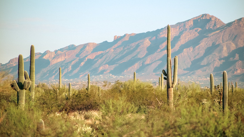Santa Catalina range near Tuscon