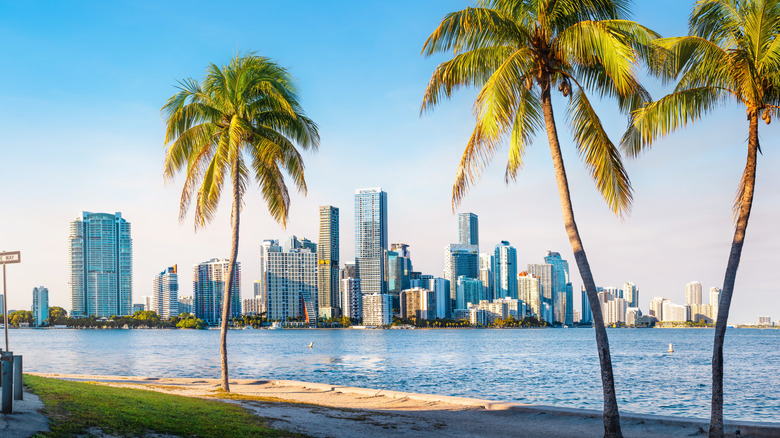 Miami skyline with palm trees