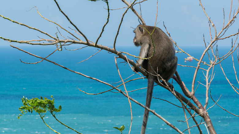 A monkey at Green Bowl Beach in Bali, Indonesia