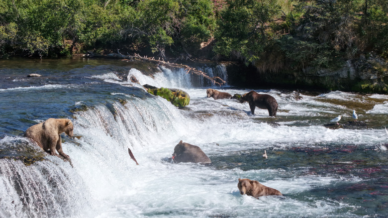 Brown bears standing in the rushing waters of Brooks Falls, Katmai National Park