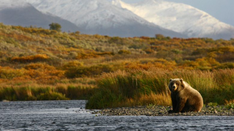 A bear on the coastline of Kodiak Island, Alaska.