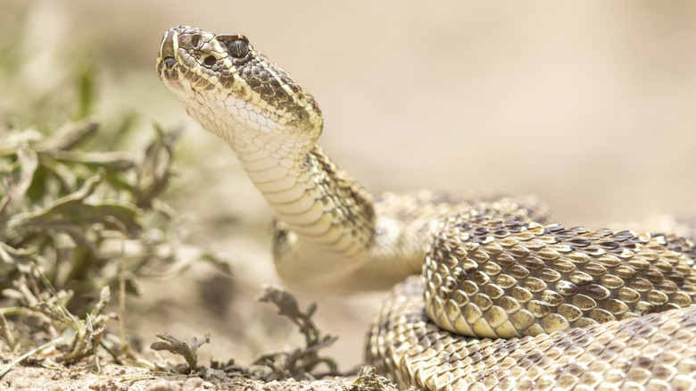 close up of snake