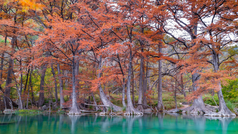 amazing colors of trees along the river Garner State Park