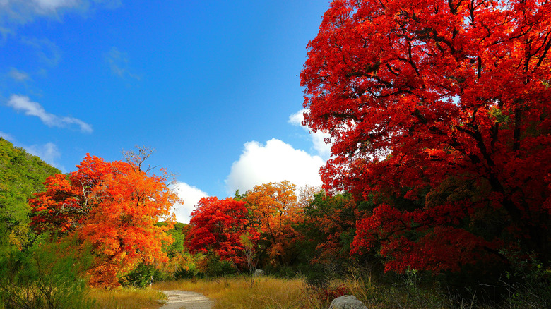 hiking Lost Maples State Natural Area fall colors aglow