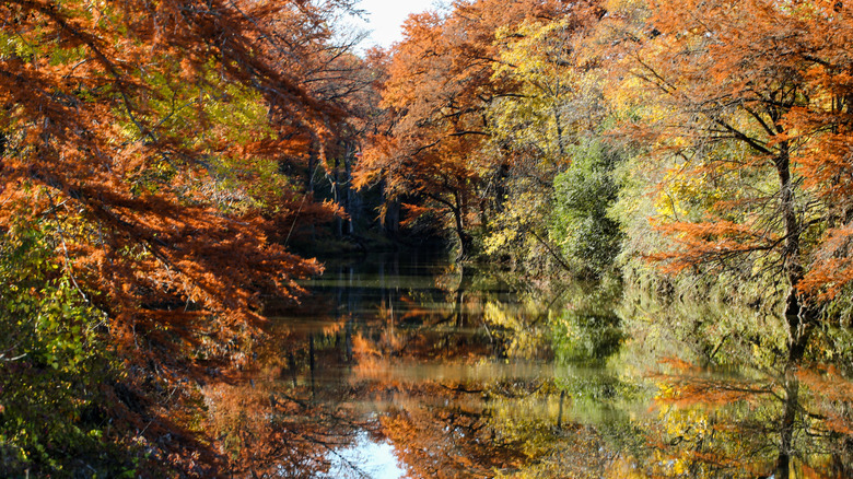 McKinney Falls fall foliage