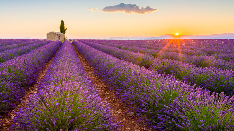 Lavender fields at sunset in Valensole