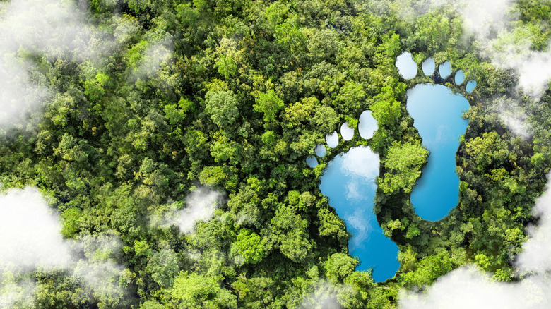 A rainforest showing two large water-filled footprints to indicate carbon footprint