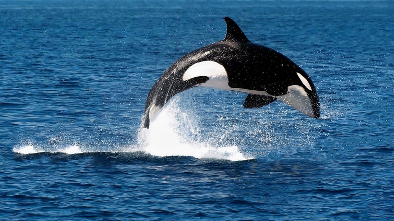 An orca jumping out of the water