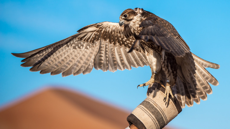 A photo of a falcon on the hand of a falconer