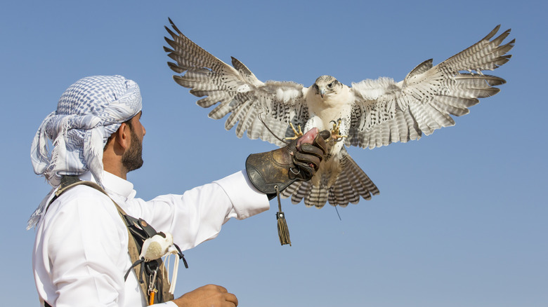 A Peregrine Falcon with its wings opened landing on the hand of a Middle Eastern man