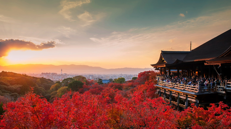 People at iconic Kiyomizu dera temple to view maple autumn leaf color and sunset