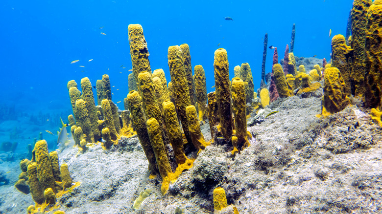 Small, yellow fish swim among lime, cacti-like coral near Roseau in Dominica
