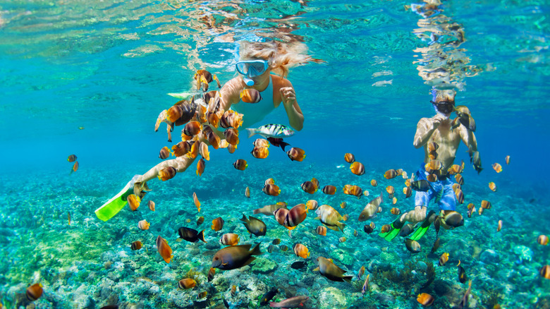Two people in swimsuits, fins, and snorkeling masks explore a Caribbean reef full of colorful fish