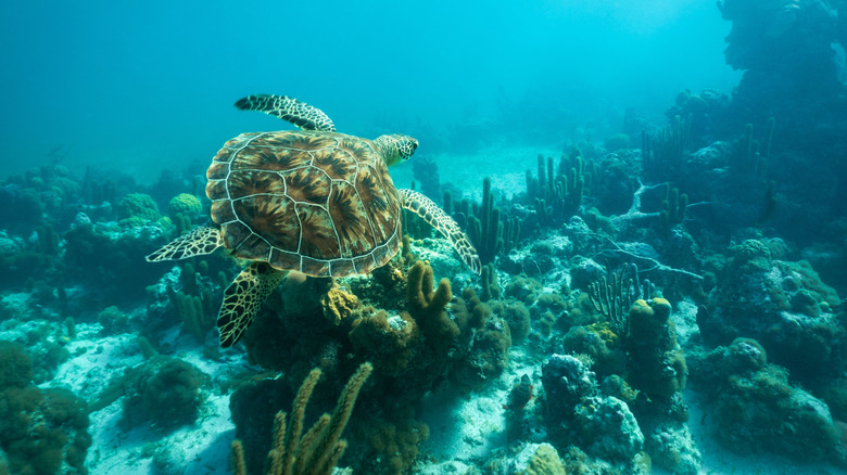 A green sea turtle swims over coral in turquoise water off Providenciales Island in Turks and Caicos