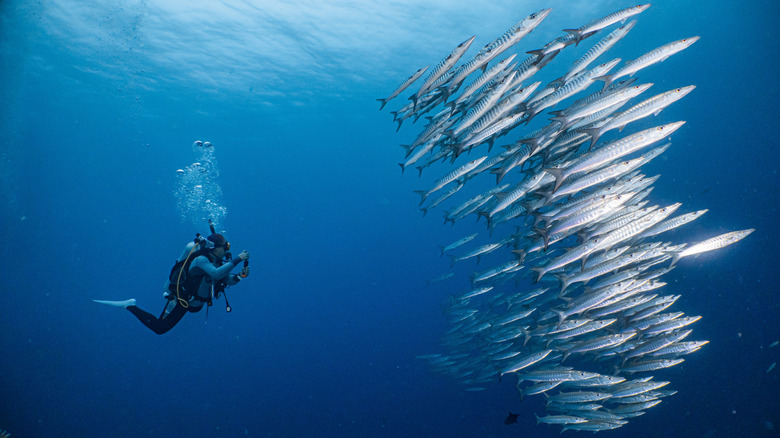 Scuba diver and a school of silver barracuda