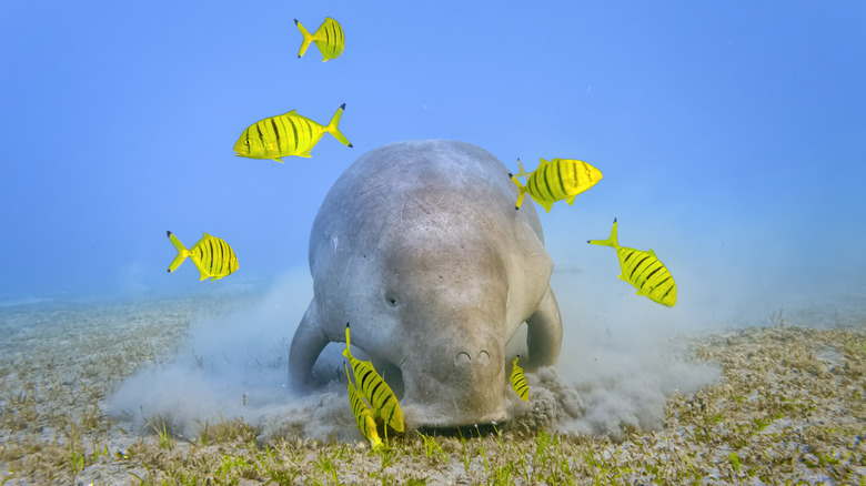 Dugong surrounded by tropical fish